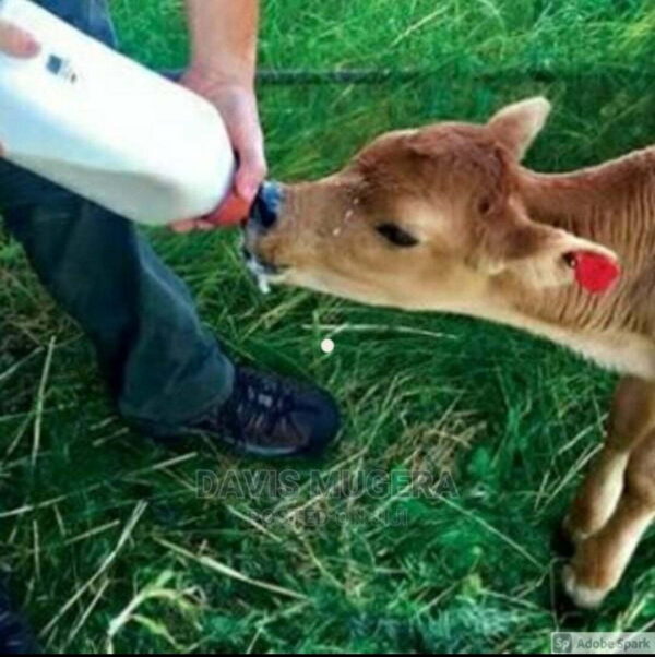 Calf Feeding Bottle